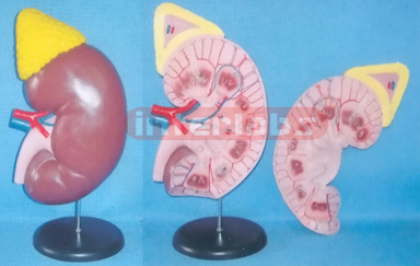 SUPER KIDNEY ANATOMICAL ENLARGED MODEL (2 PCS)